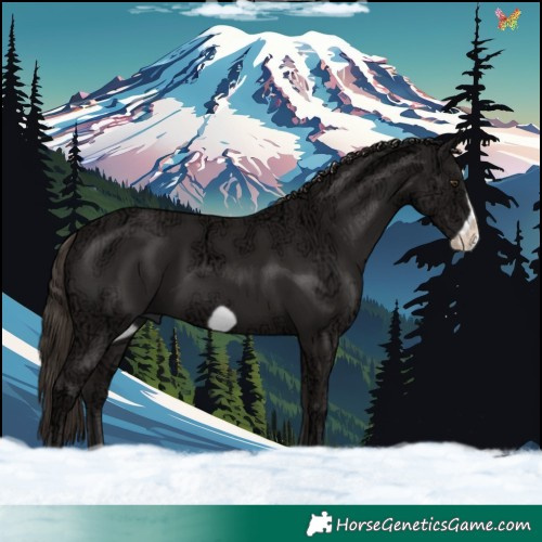 Horse Color:Liver Chestnut Ice Frame 