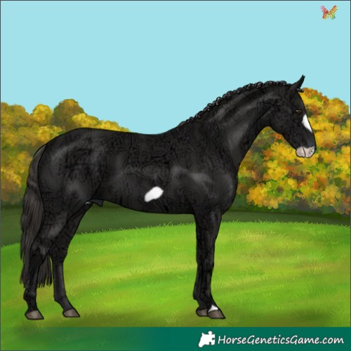 Horse Color:Liver Chestnut Ice Frame 