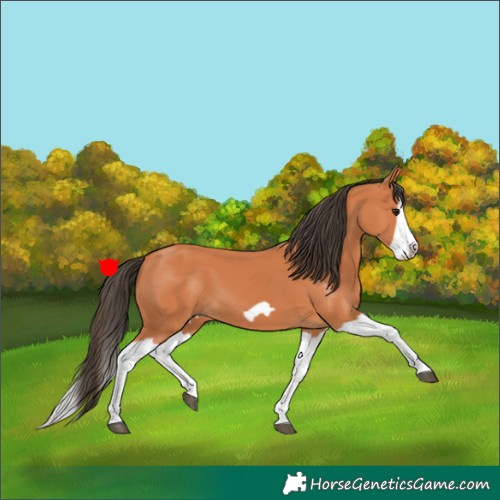 Horse Color:Bay Splash Frame 