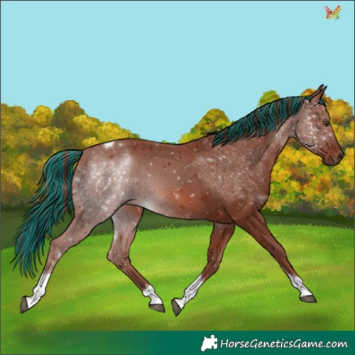 Horse Color:Painted Chestnut Tobiano