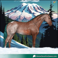 Horse Color:Painted Chestnut Tobiano