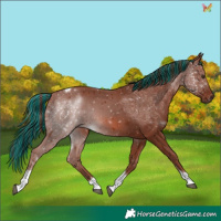 Horse Color:Painted Chestnut Tobiano 