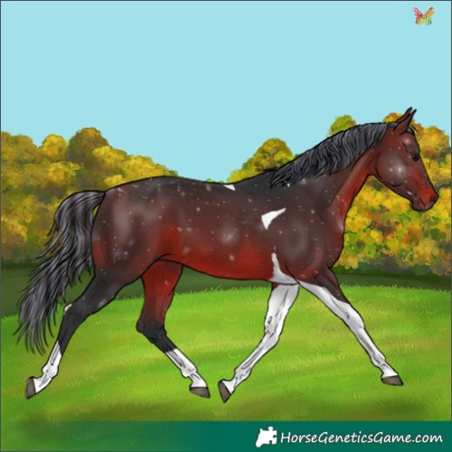 Horse Color:Painted Brown Tobiano 