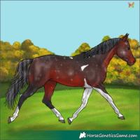 Horse Color:Painted Brown Tobiano 