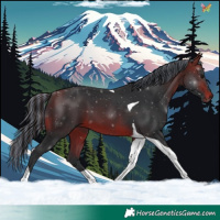 Horse Color:Painted Brown Tobiano 