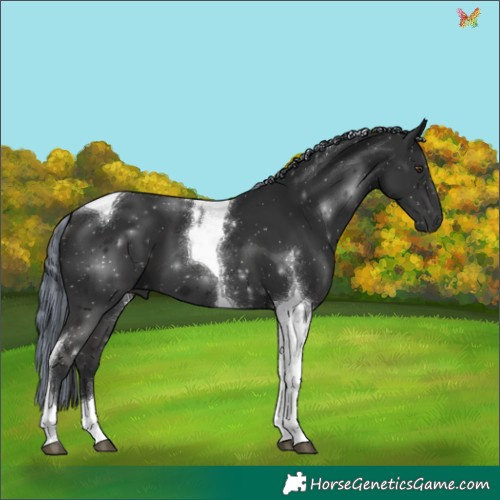 Horse Color:Painted Liver Chestnut Tobiano 