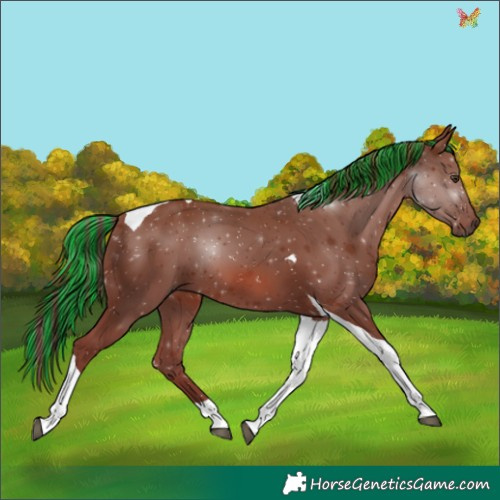 Horse Color:Painted Chestnut Tobiano 