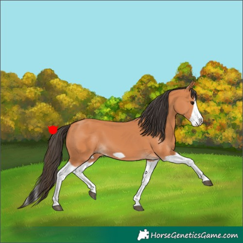 Horse Color:Bay Splash Frame 