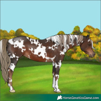 Horse Color:White Spotted Liver Chestnut