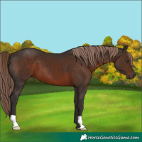 Horse Color:Liver Chestnut 