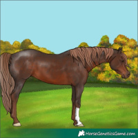 Horse Color:Liver Chestnut 
