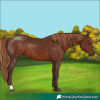 Horse Color:Liver Chestnut 