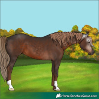 Horse Color:Gray Liver Chestnut 
