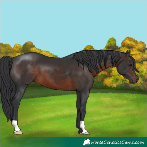 Horse Color:Brown 