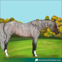 Horse Color:Silver Brown Roan 