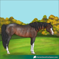 Horse Color:Brown Rabicano 