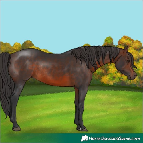 Horse Color:Brown Rabicano 