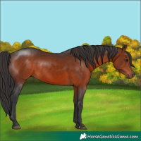 Horse Color:Brown Rabicano