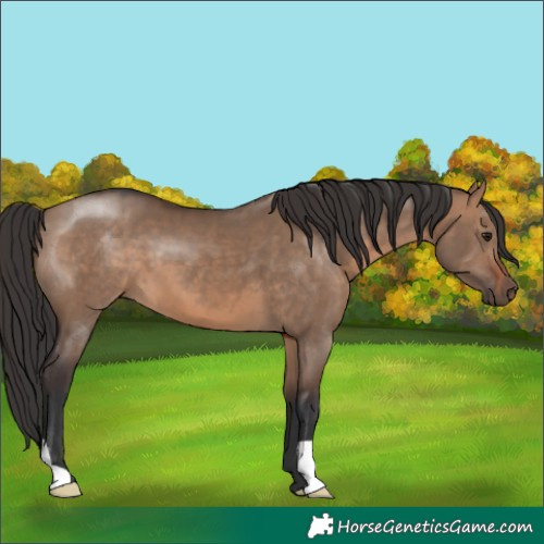 Horse Color:Brown Dun 