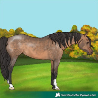 Horse Color:Brown Dun 