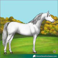 Horse Color:Gray White Spotted Black and White Spotted Black