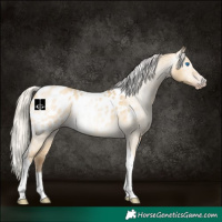 Horse Color:Gray Silver Amber Cream Champagne Roan Dun Splash Tobiano Frame Near Leopard Rabicano 