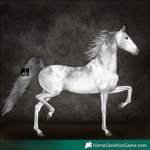Horse Color:Gray White Spotted Black  and Gray White Spotted Black Tobiano 