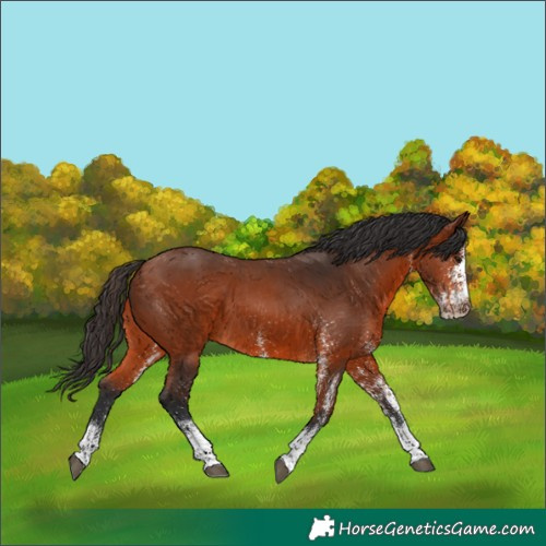 Horse Color:White Spotted Bay 
