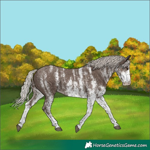 Horse Color:White Spotted Silver Black 