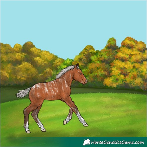 Horse Color:Powder White Silver Bay 