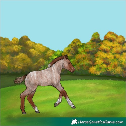 Horse Color:Powder White Red Roan 