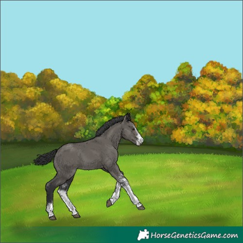 Horse Color:White Spotted Grullo 