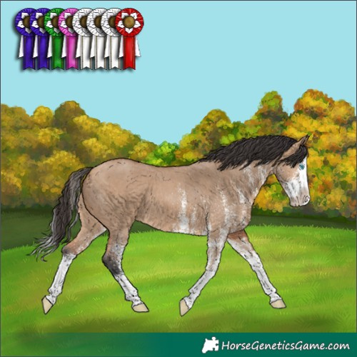 Horse Color:White Spotted Bay Dun Splash 