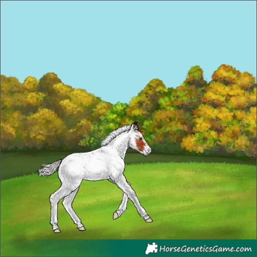 Horse Color:White Spotted Silver Bay 