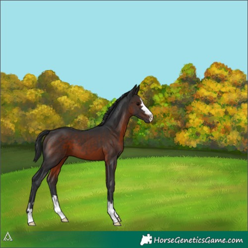 Horse Color:Brown 
