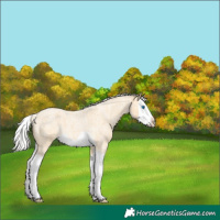 Horse Color:Silver Buckskin Ice Roan Splash 