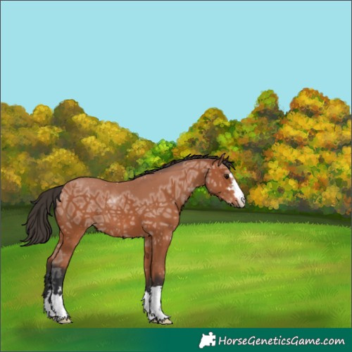 Horse Color:Bay Ice 
