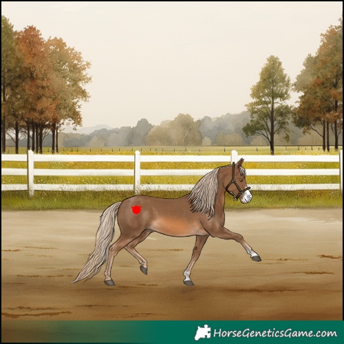 Horse Color:Chocolate Palomino Sabino