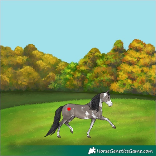 Horse Color:Grullo Sabino 