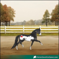 Horse Color:Black Frame 