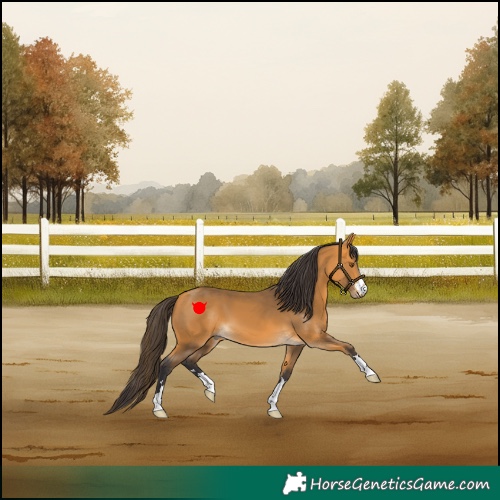 Horse Color:Buckskin