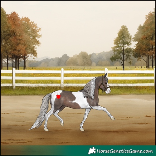 Horse Color:Silver Black Splash Tobiano 