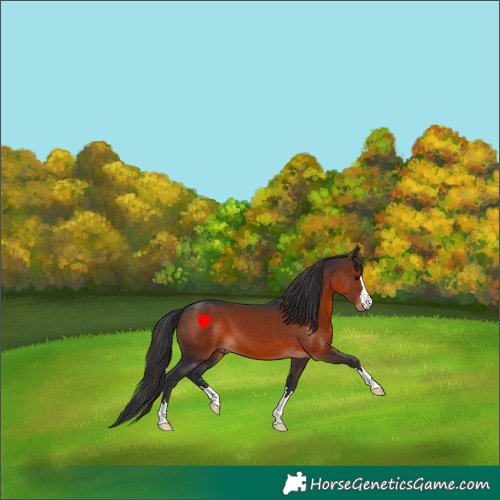 Horse Color:Brown 