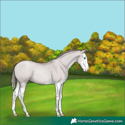 Horse Color:Platinum Grullo Pearl Splash 