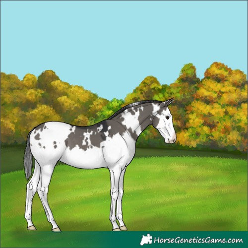 Horse Color:Platinum White Spotted Grullo Splash 