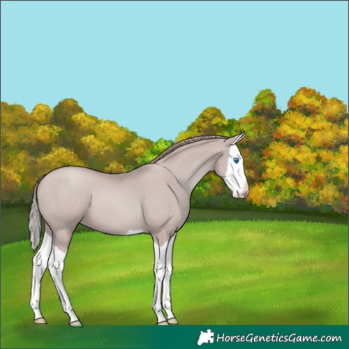 Horse Color:Platinum Black Pearl Splash 