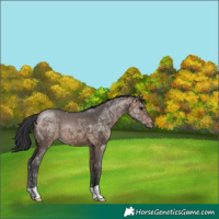 Horse Color:Brown Ice Dun 