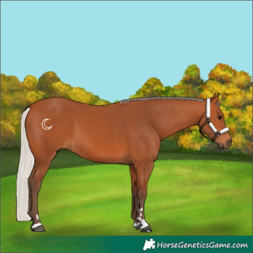 Horse Color:Silver Bay 