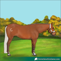 Horse Color:Silver Bay 