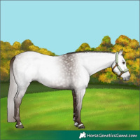 Horse Color:Gray Chestnut 